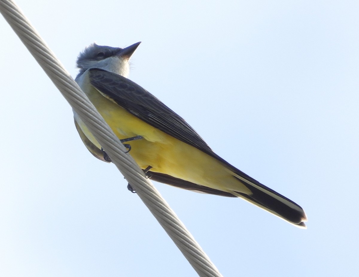 Western Kingbird - ML626423394