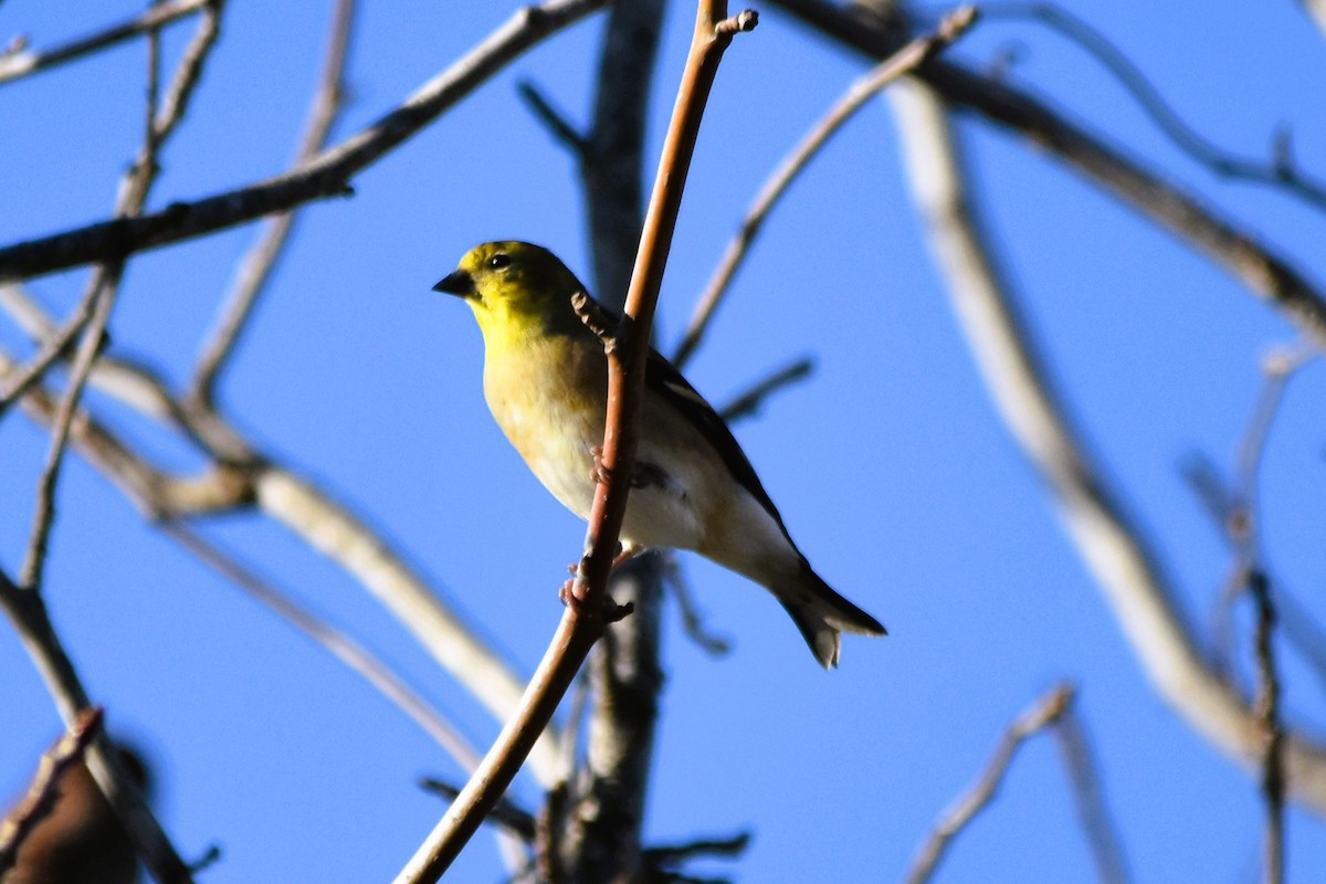 American Goldfinch - ML626423495