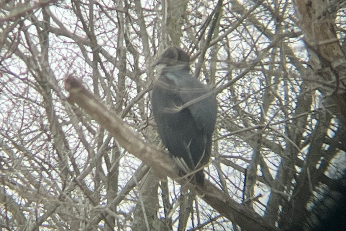 Black Vulture - ML626423552