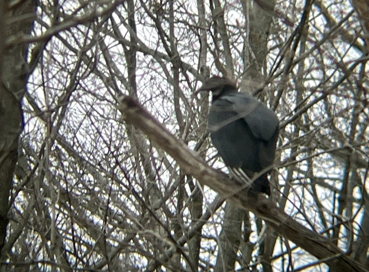 Black Vulture - ML626423553