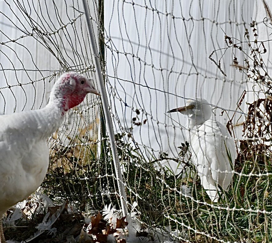 Western Cattle-Egret - ML626423571