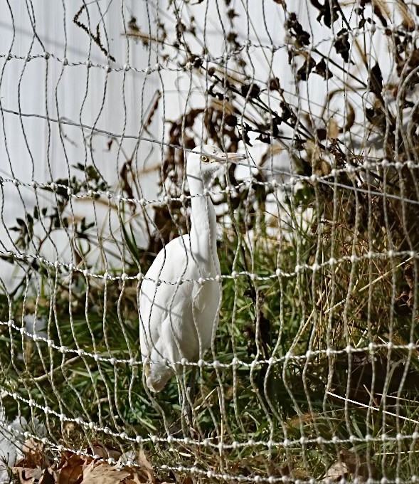 Western Cattle-Egret - ML626423572