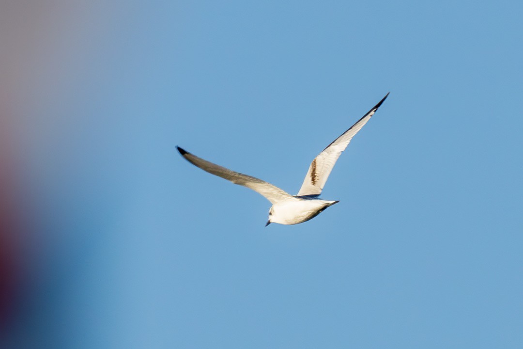 Bonaparte's Gull - ML626423596