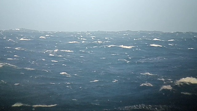Pétrel à col blanc - ML626423660