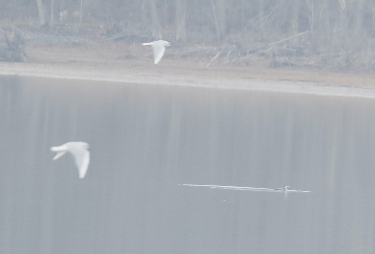 Bonaparte's Gull - ML626423761