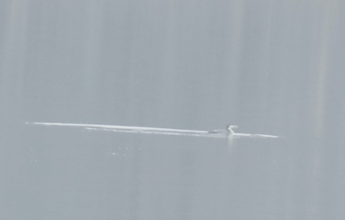 Buz Dalgıcı - ML626423778