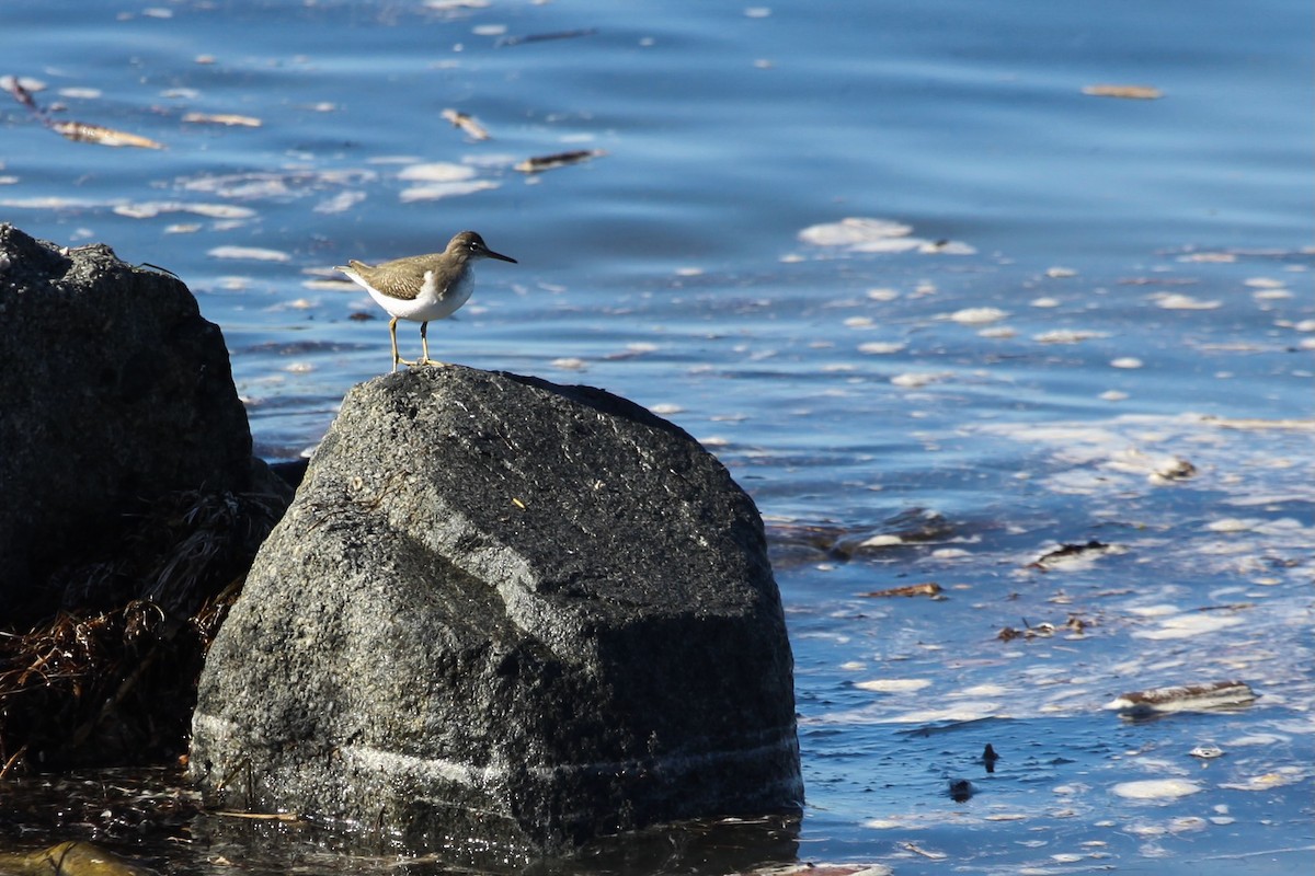 Spotted Sandpiper - ML626423799