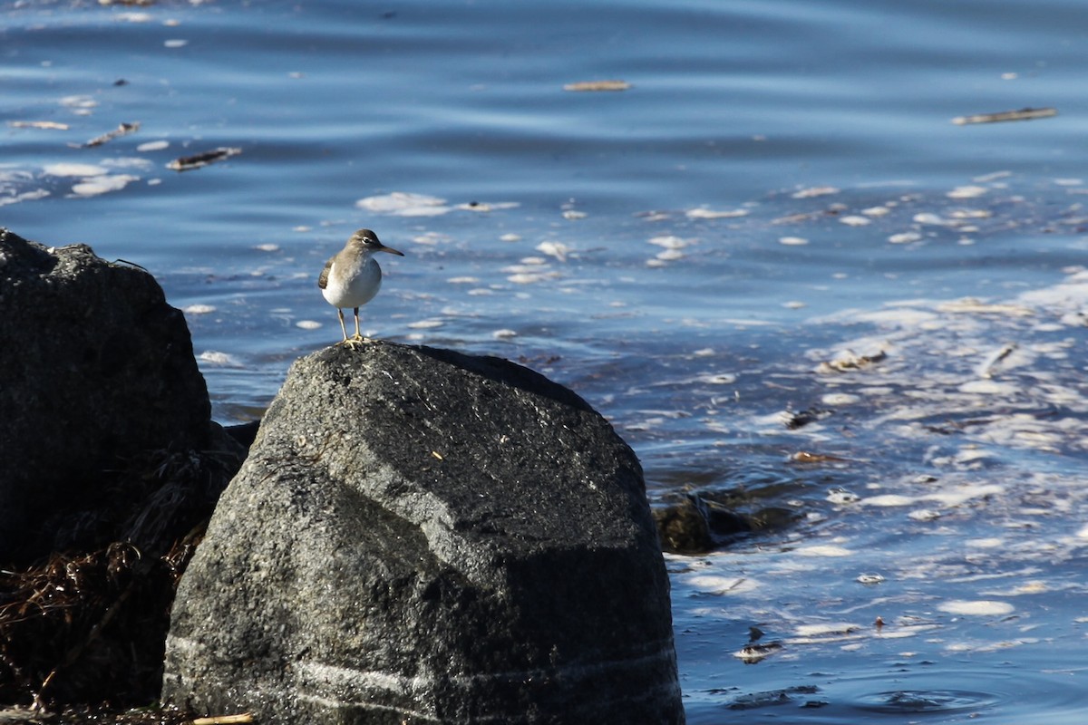Spotted Sandpiper - ML626423800