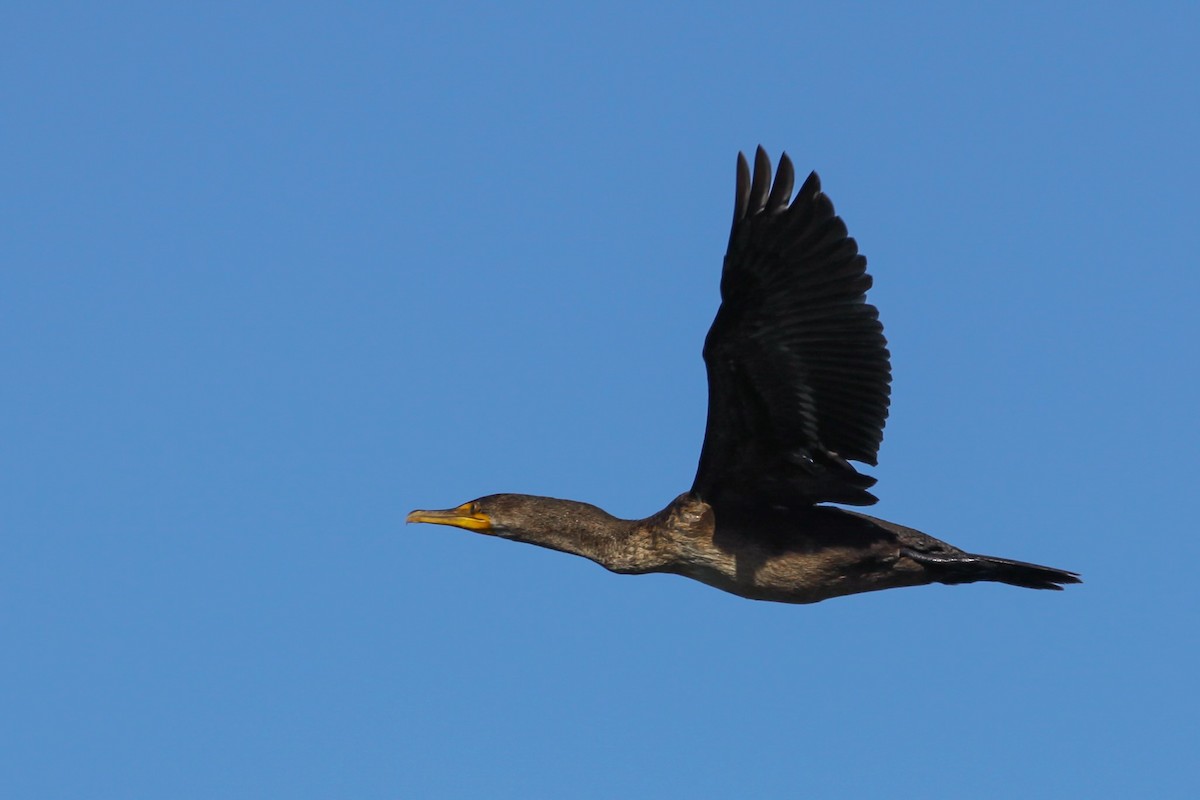Double-crested Cormorant - ML626423808