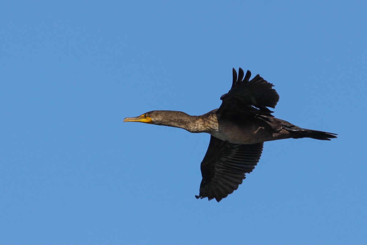 Double-crested Cormorant - ML626423809