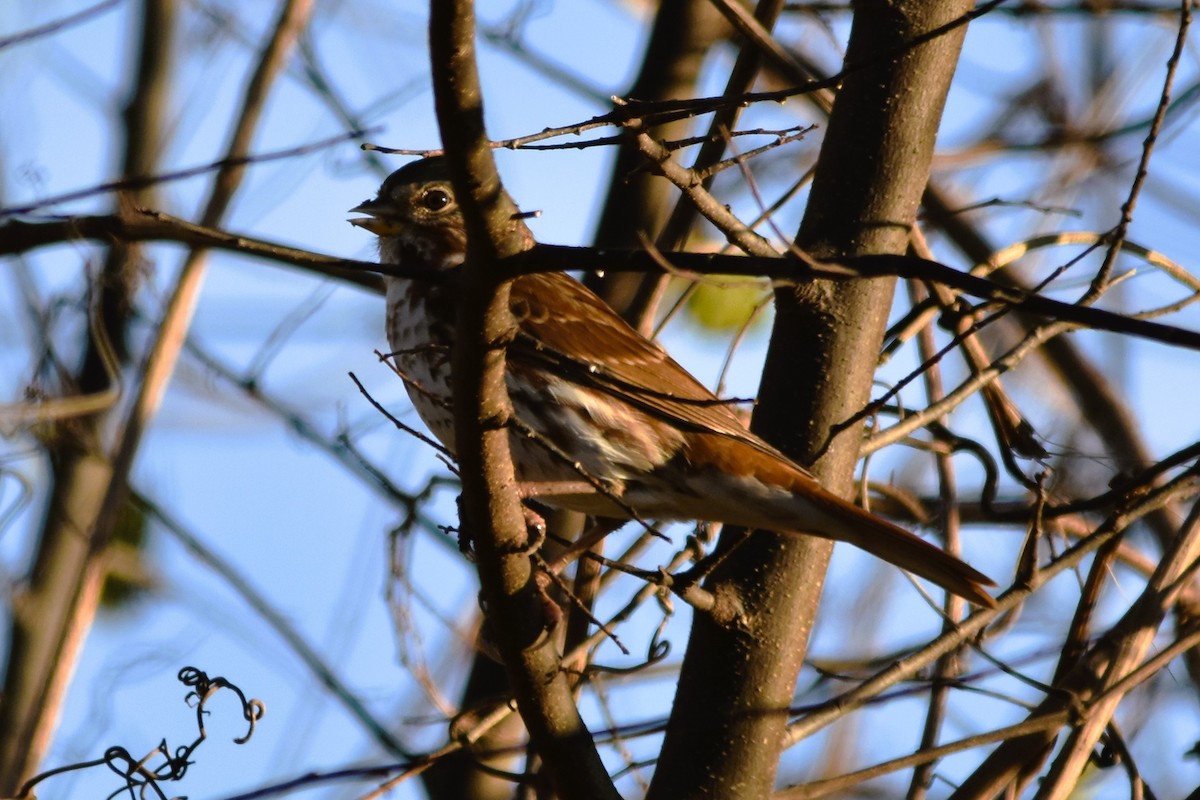 Fox Sparrow - ML626423822