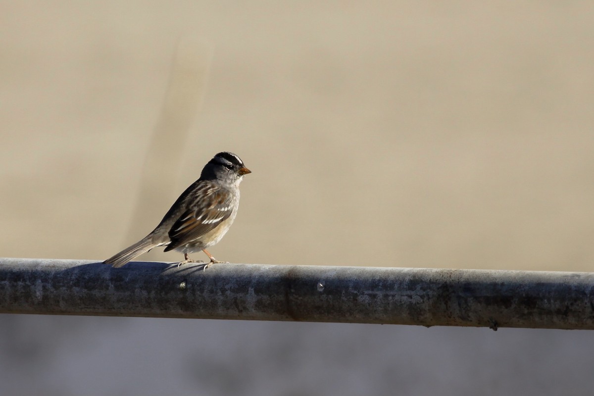 White-crowned Sparrow - ML626423823