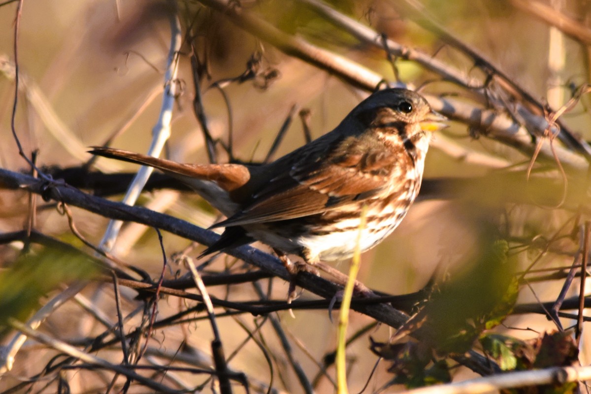 Fox Sparrow - ML626423852