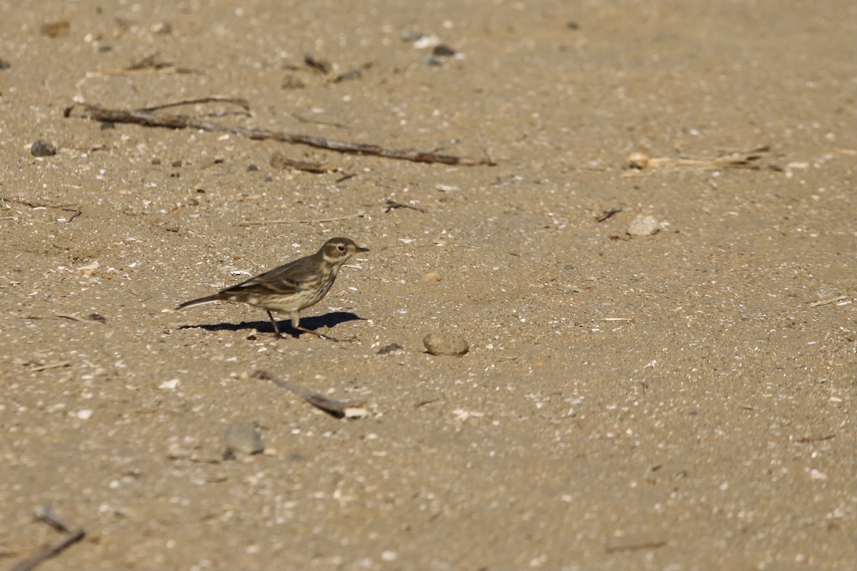 American Pipit - ML626423853