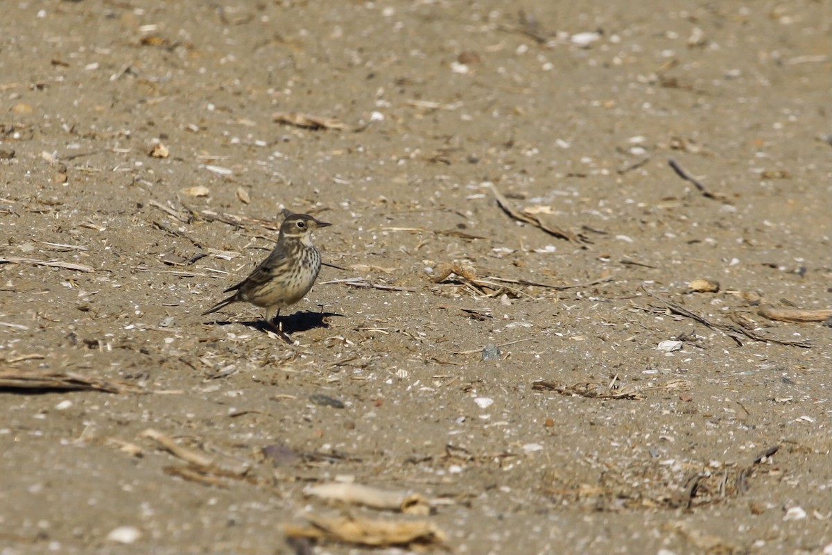 American Pipit - ML626423854
