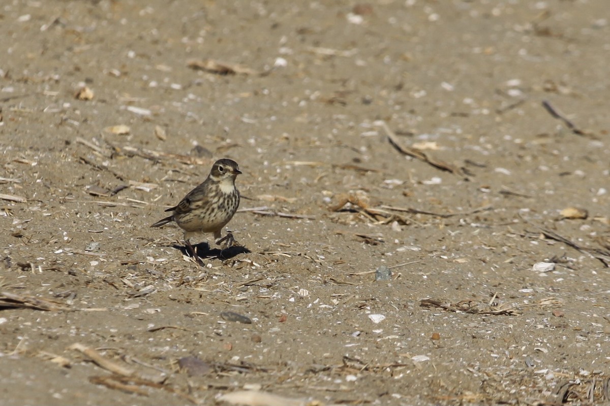 American Pipit - ML626423855