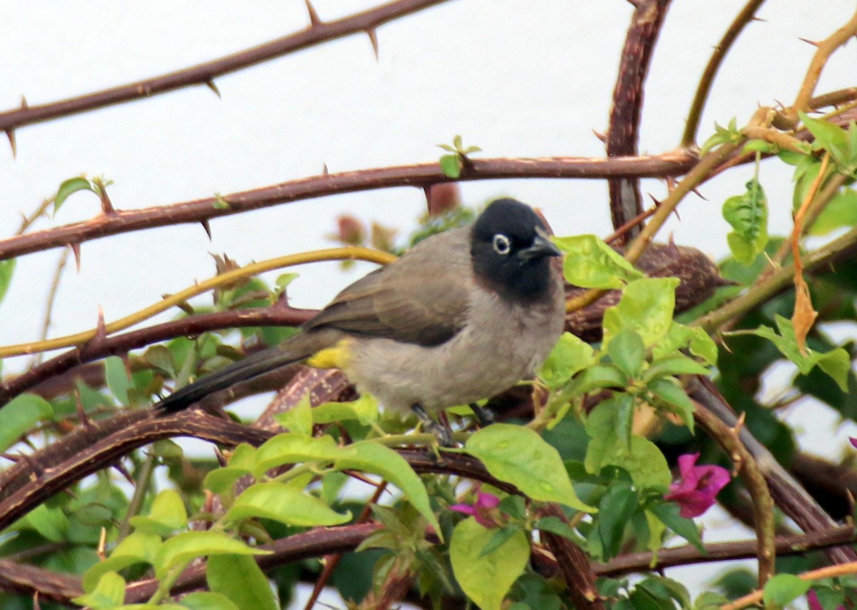 White-spectacled Bulbul - ML626423929