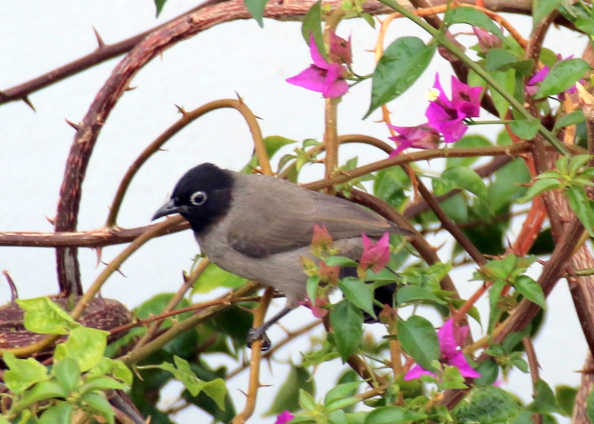 White-spectacled Bulbul - ML626423938