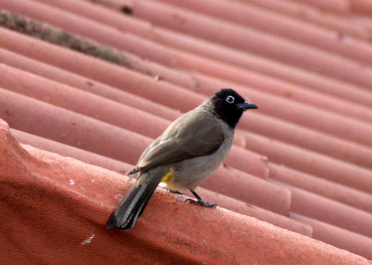 White-spectacled Bulbul - ML626423942