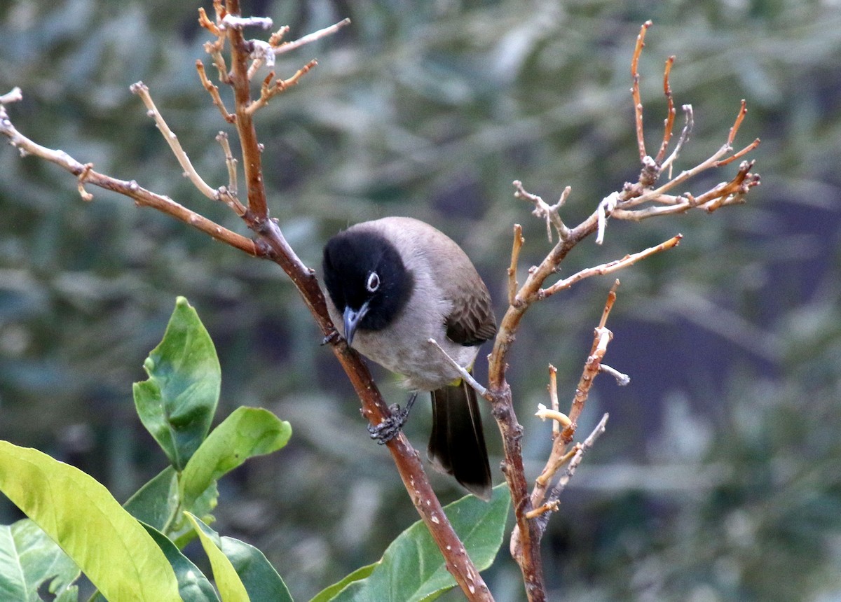 White-spectacled Bulbul - ML626423951