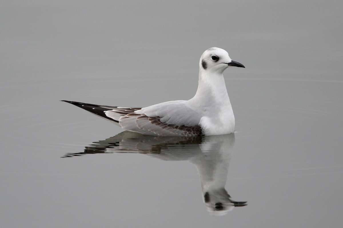 Bonaparte's Gull - ML626423963