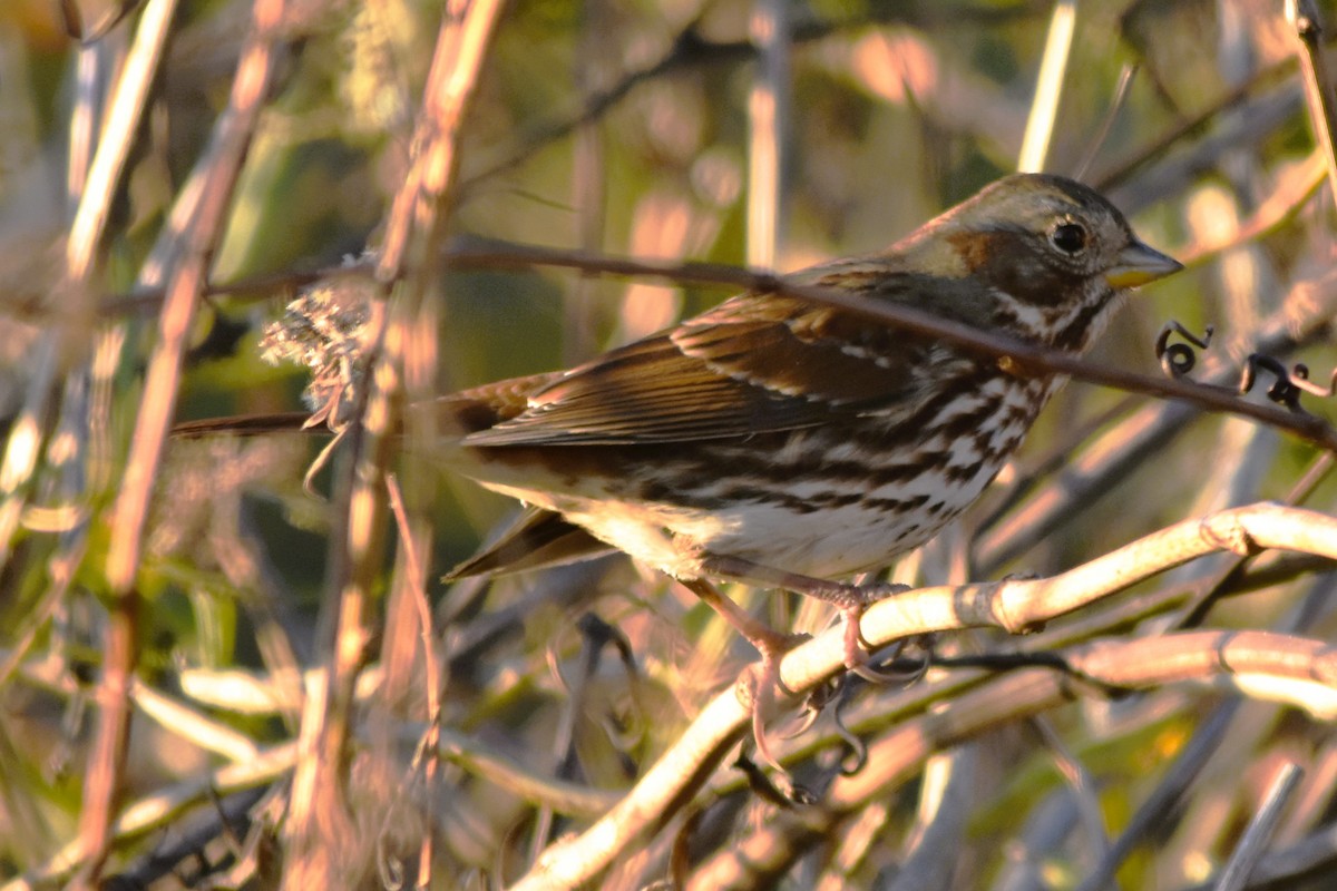 Fox Sparrow - ML626423973