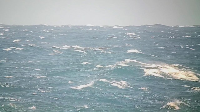 Pétrel à col blanc - ML626424467
