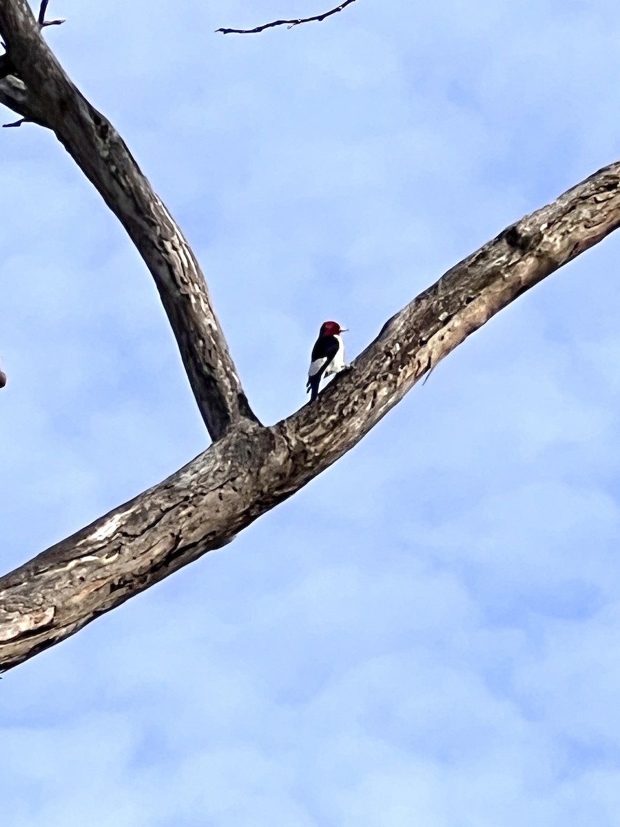 datel červenohlavý - ML626424593