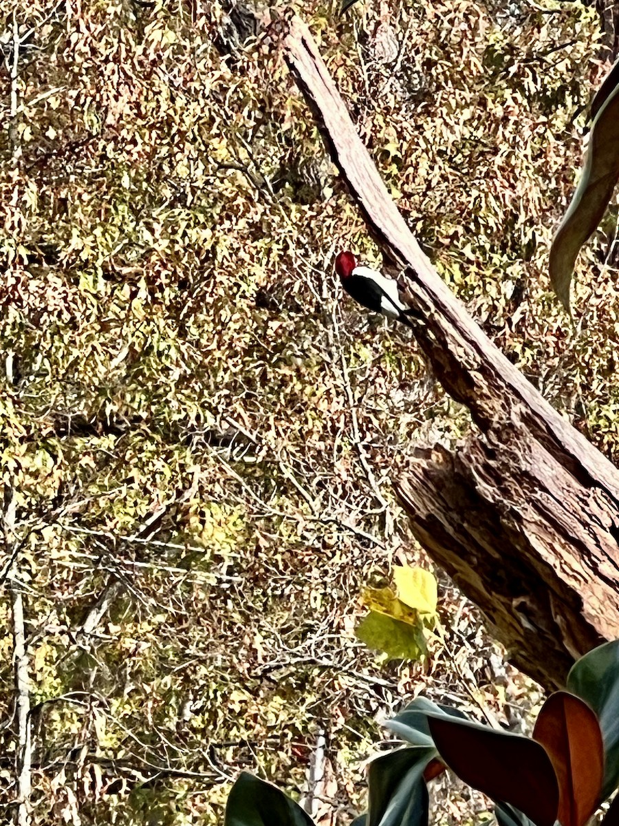 datel červenohlavý - ML626424598