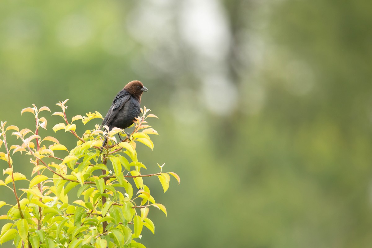 Brown-headed Cowbird - ML626424618