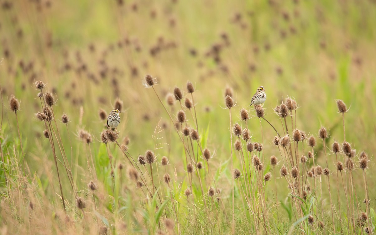Savannah Sparrow - ML626424630