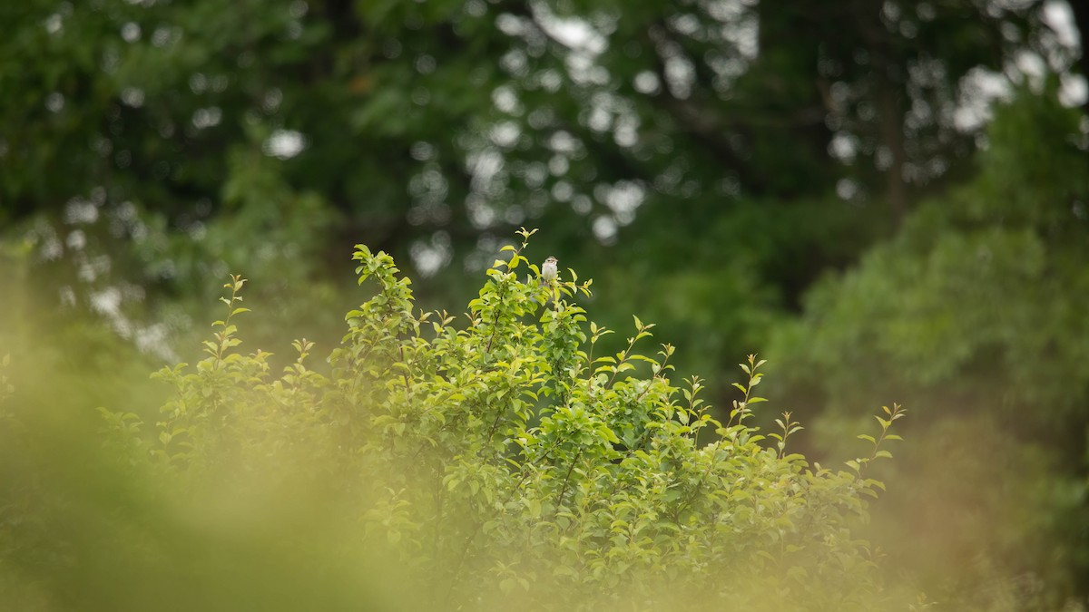 Clay-colored Sparrow - ML626424634