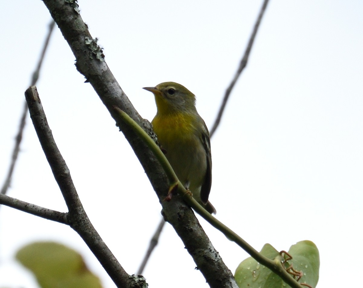 Northern Parula - ML626424920