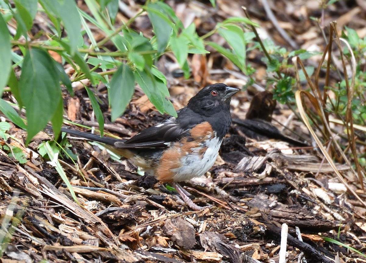 Eastern Towhee - ML626424931