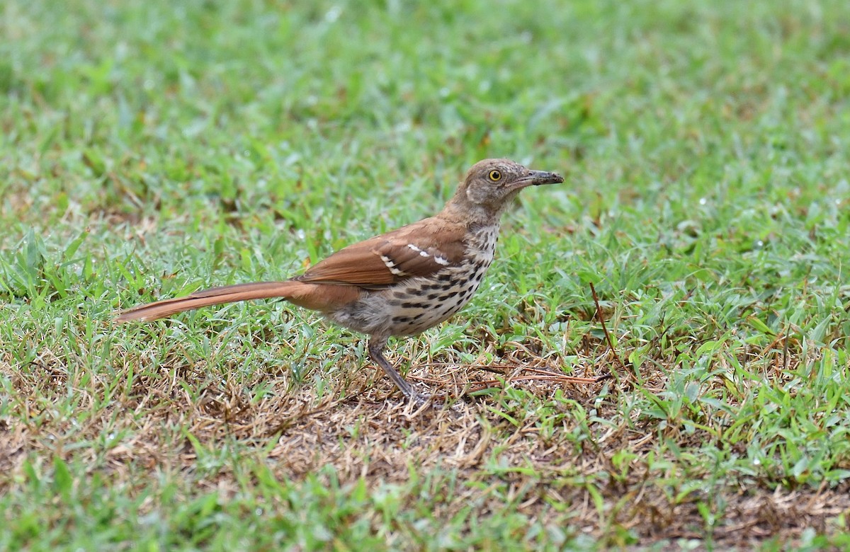 Brown Thrasher - ML626424939