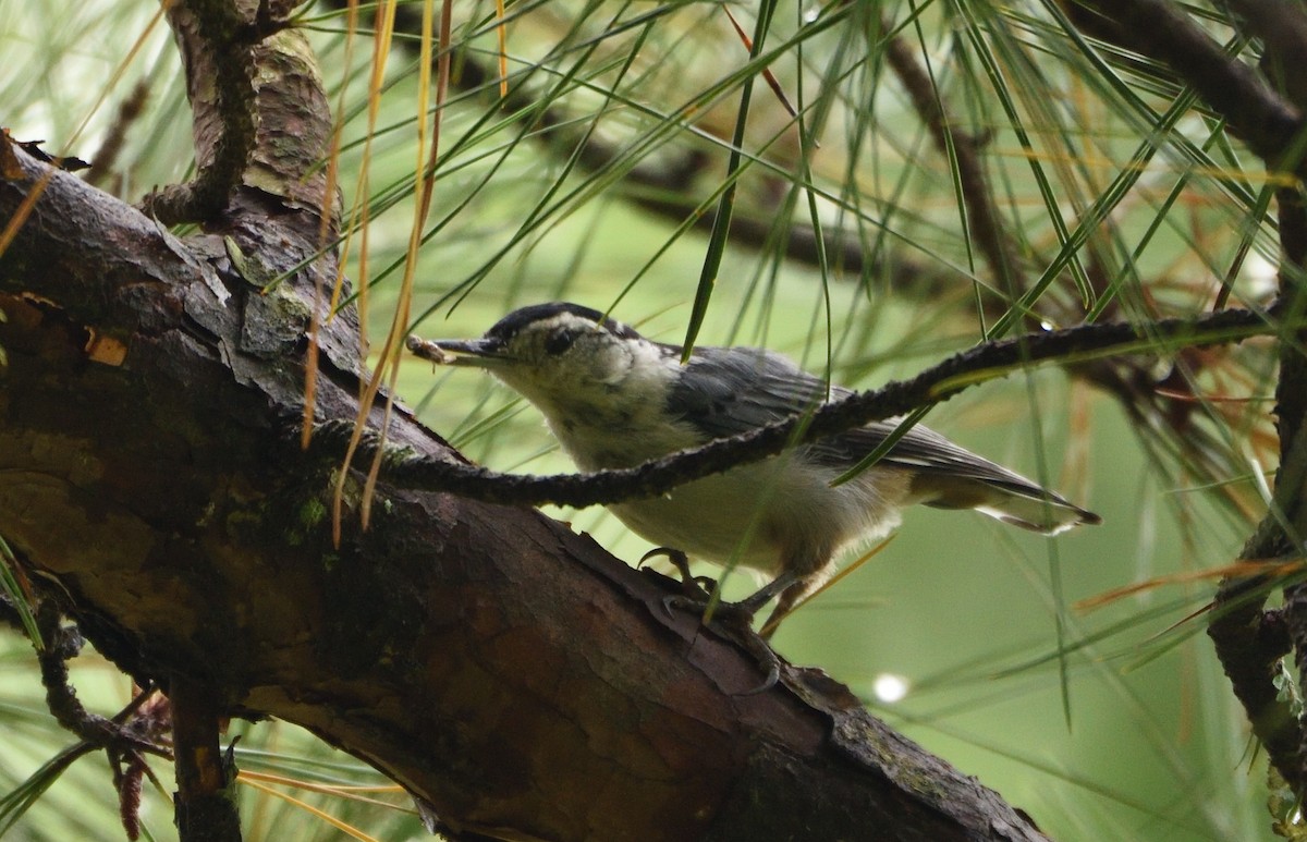 White-breasted Nuthatch - ML626424953