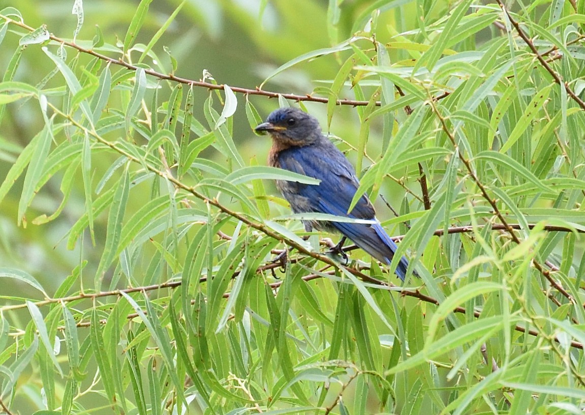 Eastern Bluebird - ML626424967