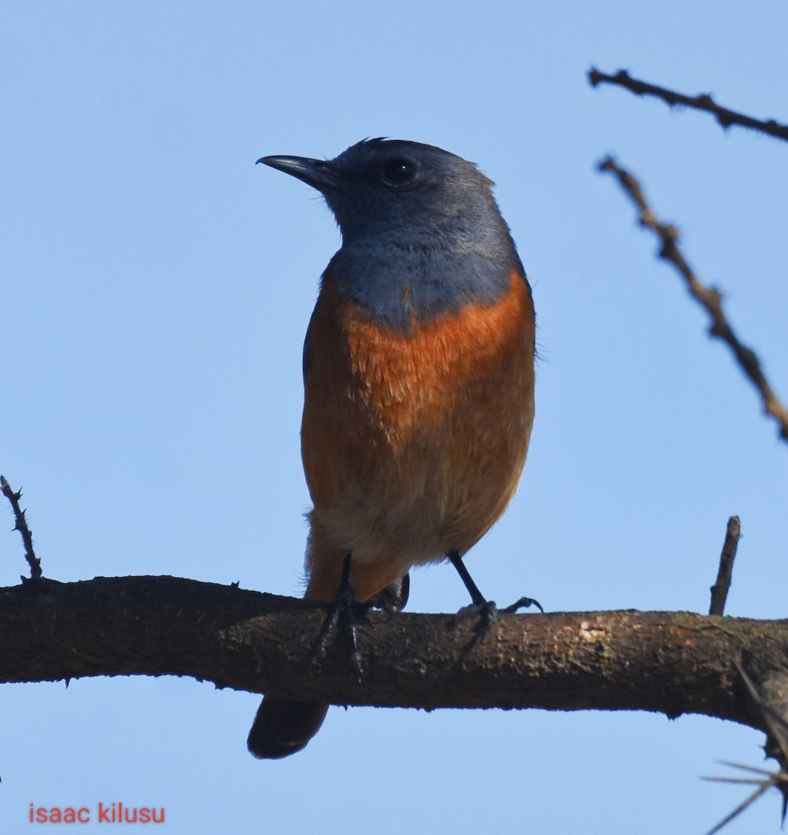 Little Rock-Thrush - ML626425001