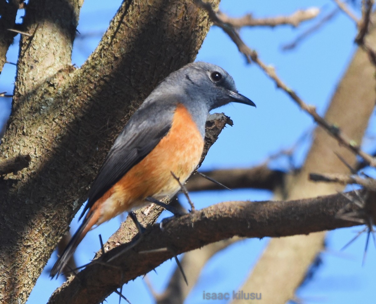 Little Rock-Thrush - ML626425002