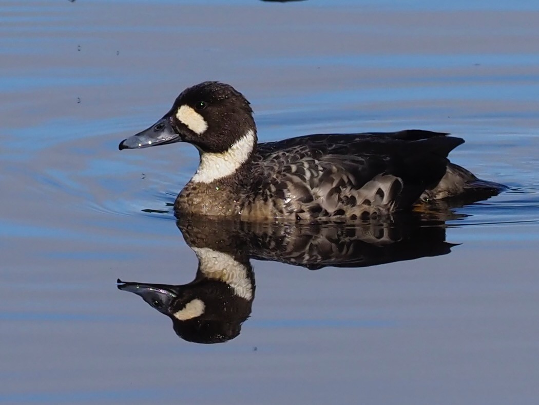 Spectacled Duck - ML626425011