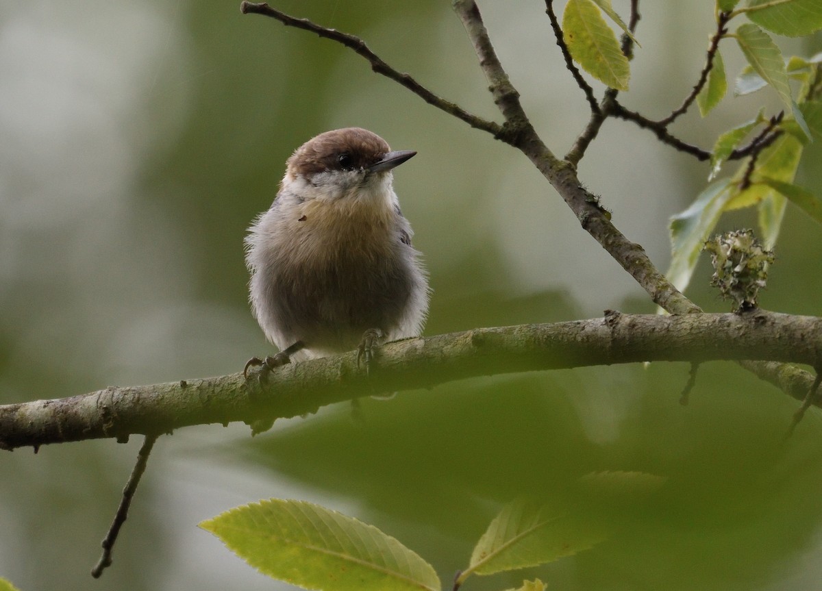 Brown-headed Nuthatch - ML626425018