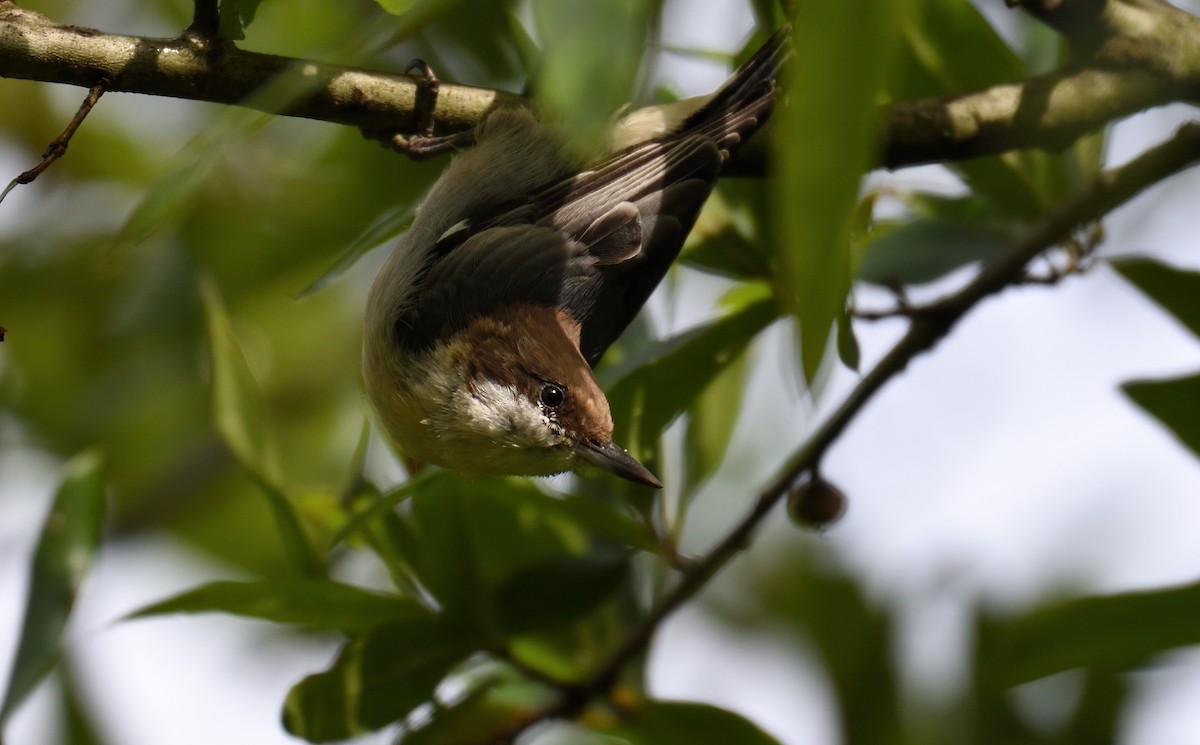 Brown-headed Nuthatch - ML626425027