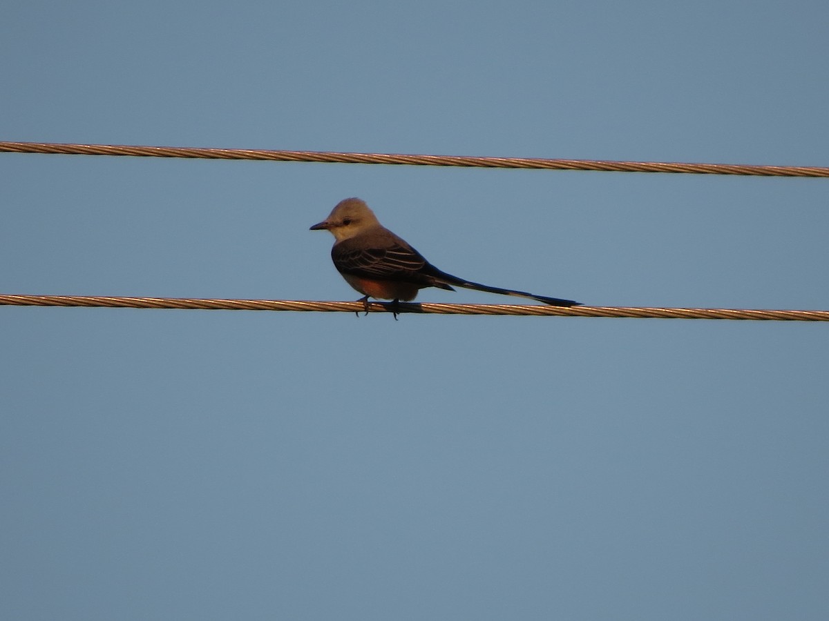 Scissor-tailed Flycatcher - ML626425310