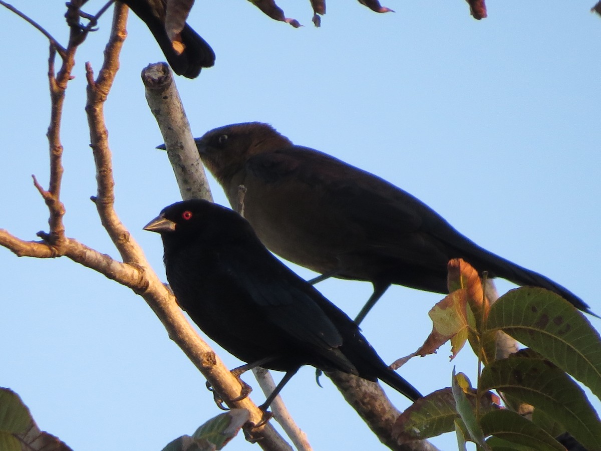Bronzed Cowbird - ML626425317