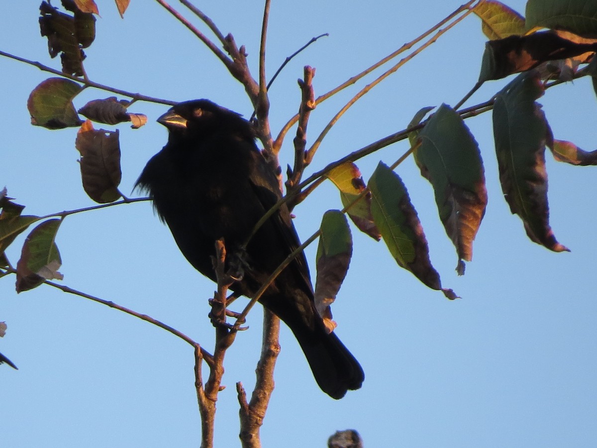 Bronzed Cowbird - ML626425318