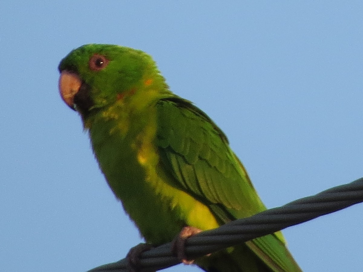 Green Parakeet - ML626425324