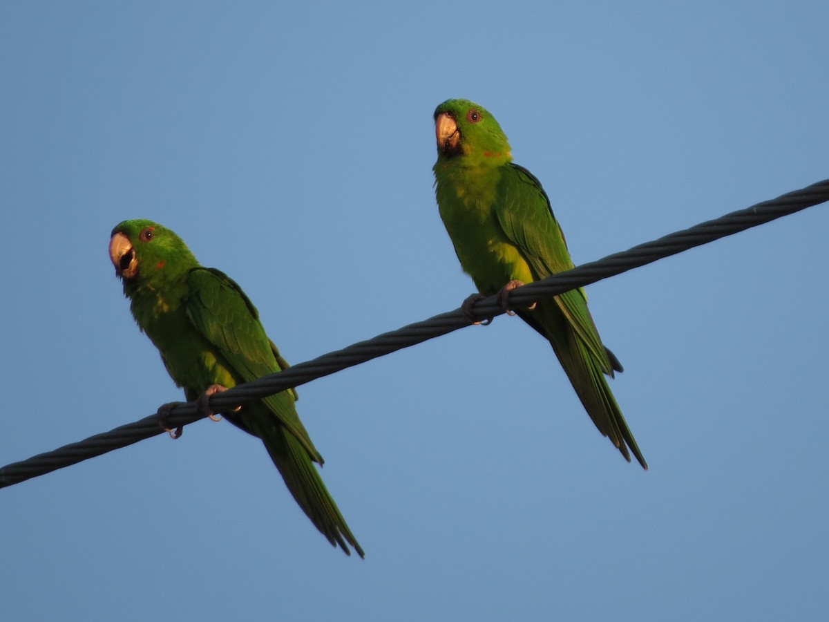 Green Parakeet - ML626425325