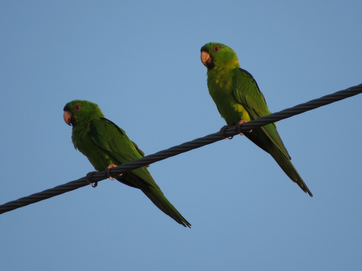 Green Parakeet - ML626425326
