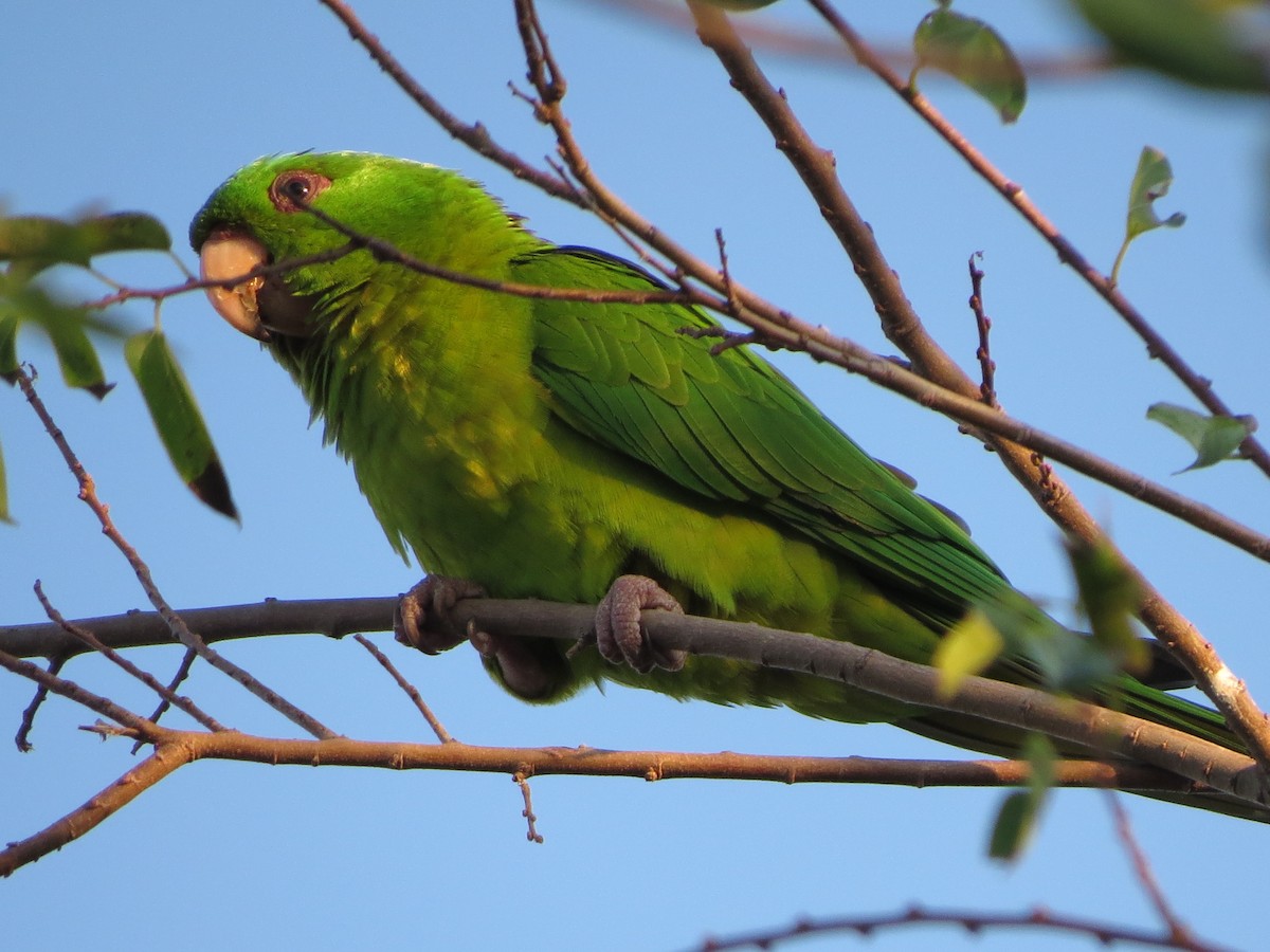 Green Parakeet - ML626425327