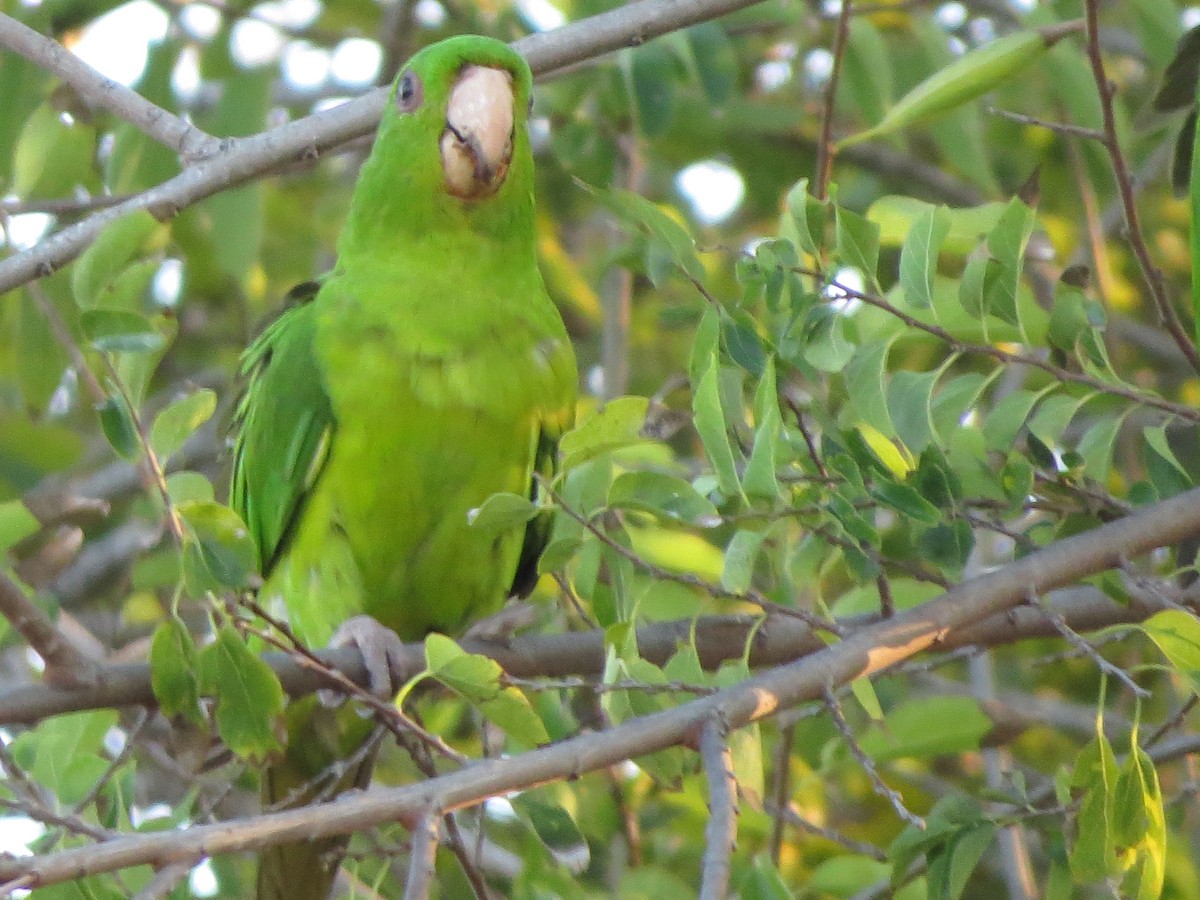 Green Parakeet - ML626425328